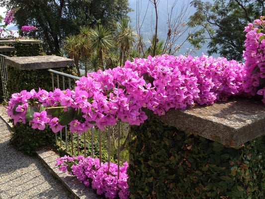Isole di Brissago by null