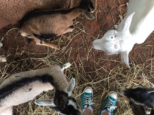 Caromont Farm by null