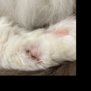 Kittington’s Mobile Cat Grooming - Groomer tried to insinuate that I injured my cat when all signs point to it being her. - Pet Groomers Near Me Kittington’s Mobile Cat Grooming - Groomer tried to insinuate that I injured my cat when all signs point to it being her. - Pet Groomers Near Me