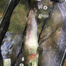 18 inch rainbow on a two weight rod...what a rip!!!