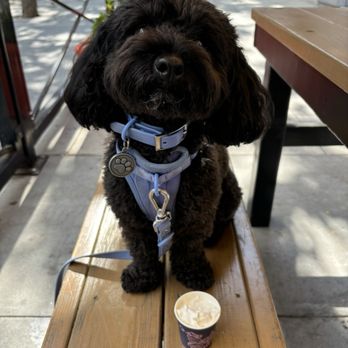 Voyager Craft Coffee - Puppuccino (Whipped Cream in an expresso cup) - Coffee & Tea Near Me - San Jose, California Voyager Craft Coffee - Puppuccino (Whipped Cream in an expresso cup) - Coffee & Tea Near Me - San Jose, California