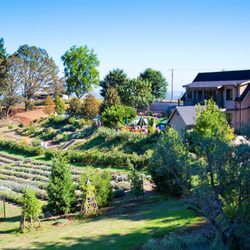 NW Wine Shuttle - Durant Vineyards
