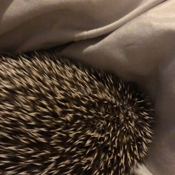 Hedgehog Garden - Pet Breeders Near Me Hedgehog Garden - Pet Breeders Near Me
