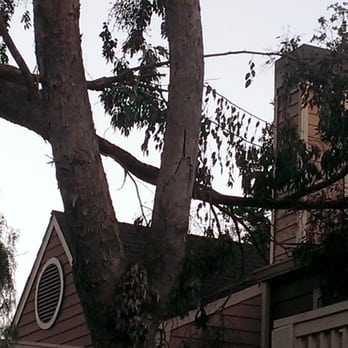 Bridges at San Ramon - It took 9 days to have this tree limb removed from over a walkway :( - Apartments Near Me - San Ramon, California