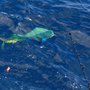 Photo of Deep Water Charter