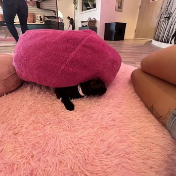 Cat Cafe Maui - Pet Adoption Near Me - Kahului, Hawaii