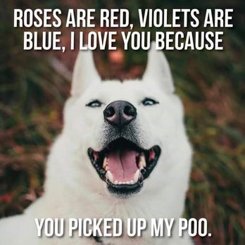 Brooklyn's Best Dog Walkers - Dog Walkers Near Me Brooklyn's Best Dog Walkers - Dog Walkers Near Me
