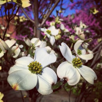 Georgetown - Dogwoods - Local Flavor Near Me