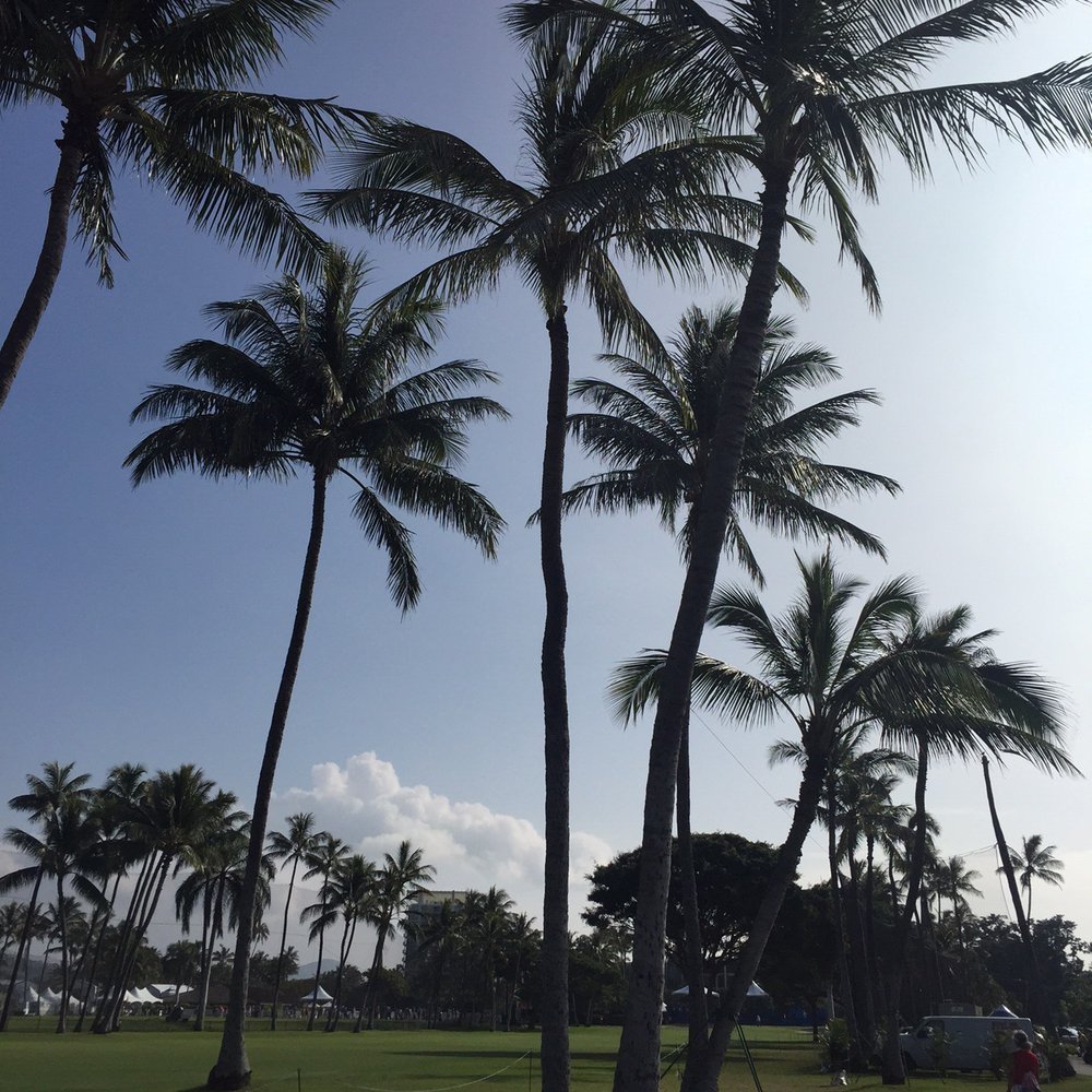 Waialae Country Club - Sunny.. Palm tree... Nice - Golf Near Me - Honolulu, Hawaii