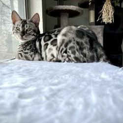 Moonshine Bengals - Bengaluxe Odr of Moonshine Bengals - Silver Charcoal Bengal Cat