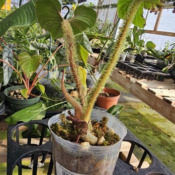 Ecuagenera California - Philodendron serpens - Nurseries & Gardening Near Me - Bonsall, California Ecuagenera California - Philodendron serpens - Nurseries & Gardening Near Me - Bonsall, California