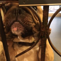 Champigros - King champigros- too cute!! Owners dog. Nice shop