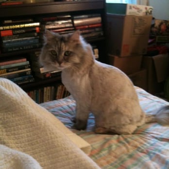 PetSmart - She was feeling much better after her haircut! - Pet Training Near Me - Gaithersburg, Maryland PetSmart - She was feeling much better after her haircut! - Pet Training Near Me - Gaithersburg, Maryland