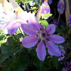 Lowe's Home Improvement - Clematis