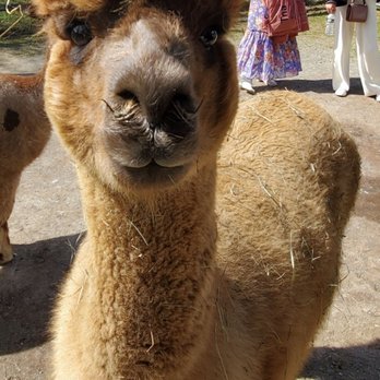 Faraway Farm Alpacas - Farms Near Me - Yorktown Heights, New York Faraway Farm Alpacas - Farms Near Me - Yorktown Heights, New York