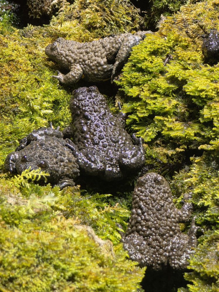 Alpenzoo Innsbruck Tirol