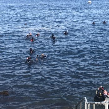 Catalina Divers Supply - Dive dive dive - Snorkeling Near Me - Avalon, California