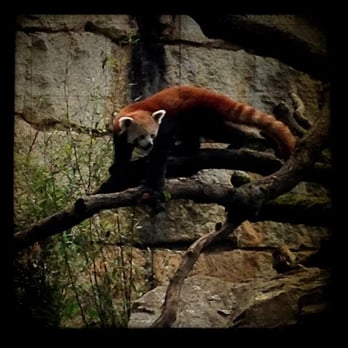 Parc de la Tête d'Or - The last arrived resident of the park, the firefox. - Parks Near Me - Lyon, 69 Parc de la Tête d'Or - The last arrived resident of the park, the firefox. - Parks Near Me - Lyon, 69