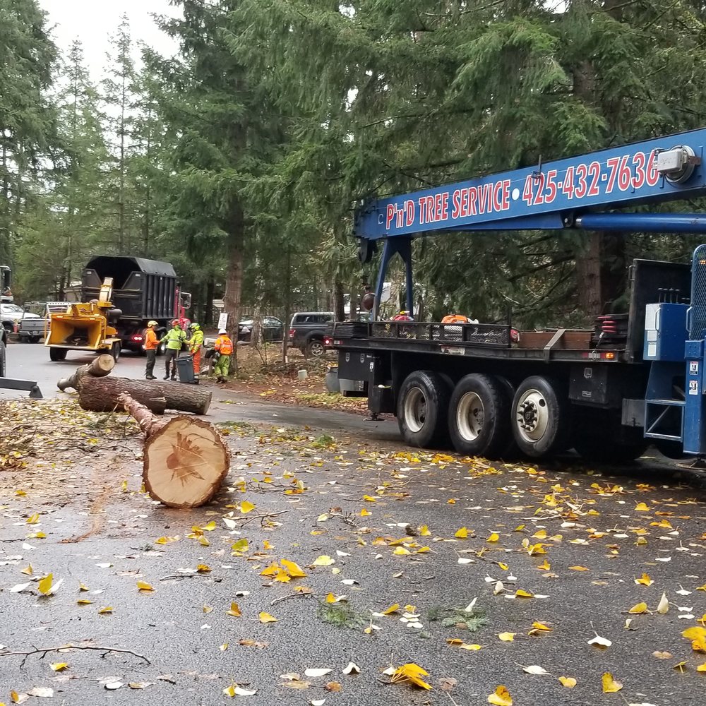 P'n'D Logging and Tree Service - Bye bye annoying cottonwood tree! - Tree Services Near Me - Maple Valley, Washington P'n'D Logging and Tree Service - Bye bye annoying cottonwood tree! - Tree Services Near Me - Maple Valley, Washington