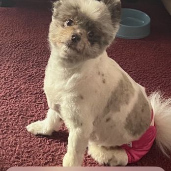 Suds 'N Scissors - Pet - Pet Stores Near Me - Carmel, California