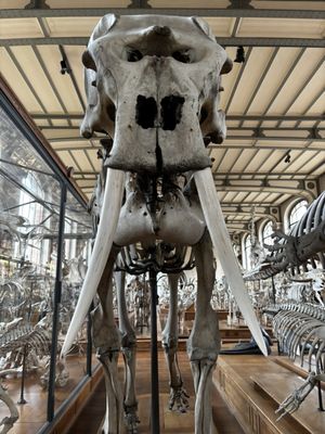 Galerie de Paléontologie et d’Anatomie comparée by null