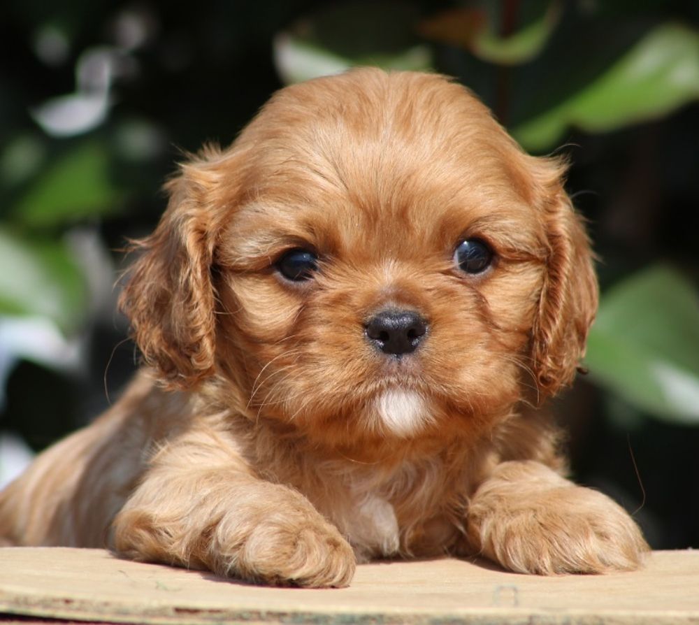 STARLIGHT PUPPIES Updated September 2024 Request Information 14