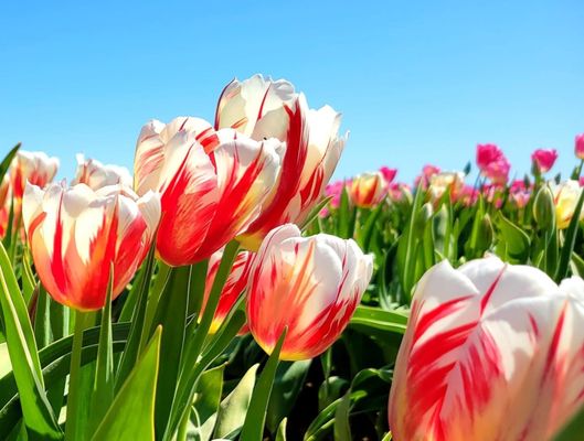 Wooden Shoe Tulip Farm by null