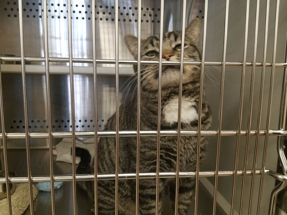 PETSENSE Updated August 2024 12 Reviews 4300 Ridgecrest Dr SE