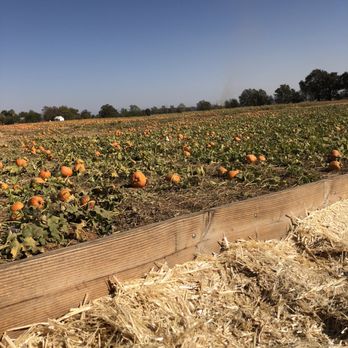 Bishop's Pumpkin Farm - Pumpkins for days! - Christmas Trees Near Me - Wheatland, California Bishop's Pumpkin Farm - Pumpkins for days! - Christmas Trees Near Me - Wheatland, California