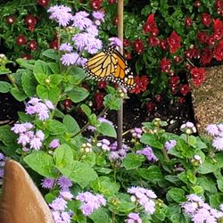 Barson's Greenhouses - Perennial flowers are excellent quality. Photo shows the Monarch butterflies on Echinicias, and how tall their Canna Lillies get