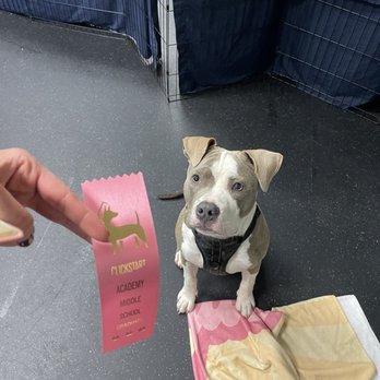 Clickstart Dog Training Academy - Proud graduate - Pet Training Near Me - Lake Forest, California