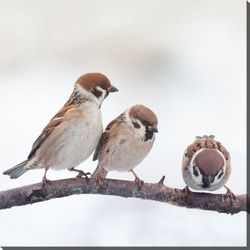 Final Touch Designs - Artwork - Sparrows I 18x18