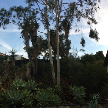 Environmental Green Tree Care - Before eucalyptus tree. - Tree Services Near Me