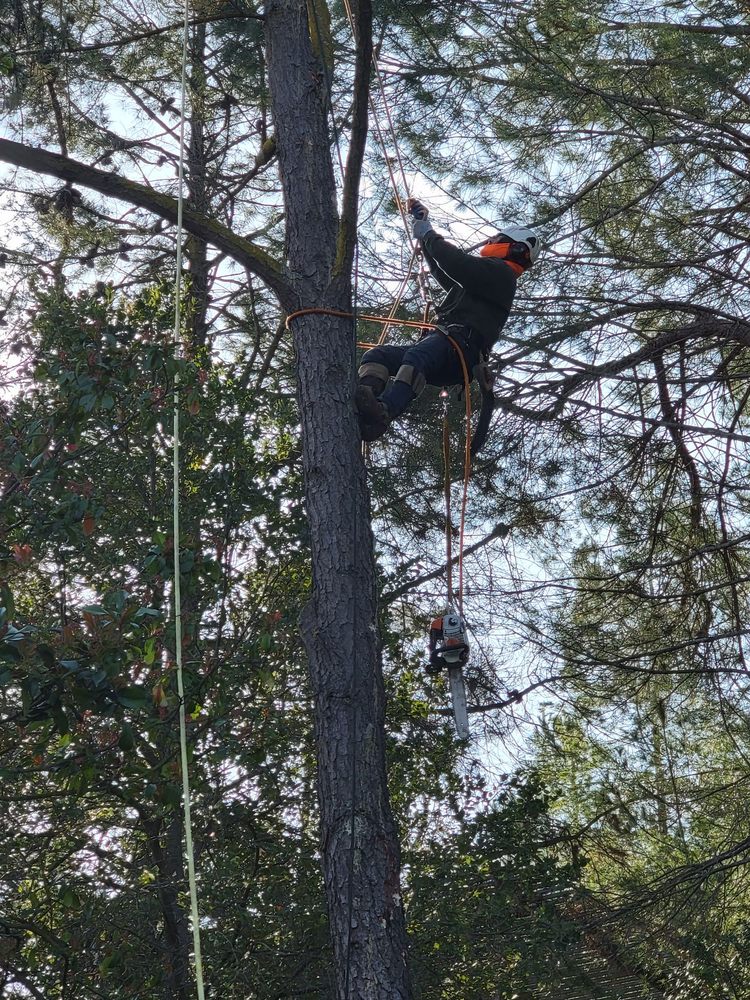 Skyview Tree Service - tree service in Santa Clara, CA