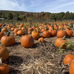 Lyman Orchards