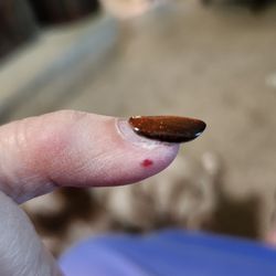 Elegant Salon - Nails done by Elegant Nail - lifting off nail and lots of space from cuticle to nail.
