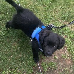 Forever Home Rescue New England - Tito