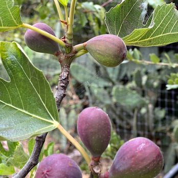 Cloverfield Organic Farm - Figs - Farmers Market Near Me - El Sobrante, California Cloverfield Organic Farm - Figs - Farmers Market Near Me - El Sobrante, California