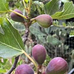 Figs