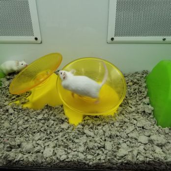 Petco - Pet Stores Near Me - Palm Desert, California