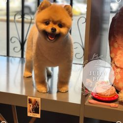 Pet Paradise - Hand trimmed by Juicy Pet groomers.