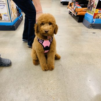 PetSmart - Pet Groomers Near Me - Houston, Texas