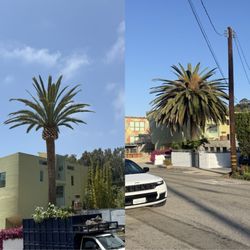 Pacific Tree Care - Before/After Canary Island Date Palm Trimming in Santa Monica