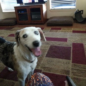 John's Mobile Pet Grooming - Pet Groomers Near Me