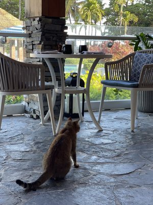 Caña by José Enrique by null