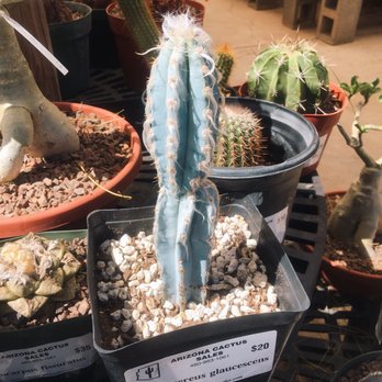 Arizona Cactus Sales - Blue cactus!! Never seen one before, super cool - Nurseries & Gardening Near Me - Chandler, Arizona Arizona Cactus Sales - Blue cactus!! Never seen one before, super cool - Nurseries & Gardening Near Me - Chandler, Arizona