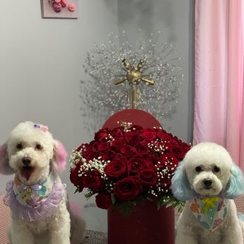 Dog Beauty Salon - Pet Groomers Near Me Dog Beauty Salon - Pet Groomers Near Me