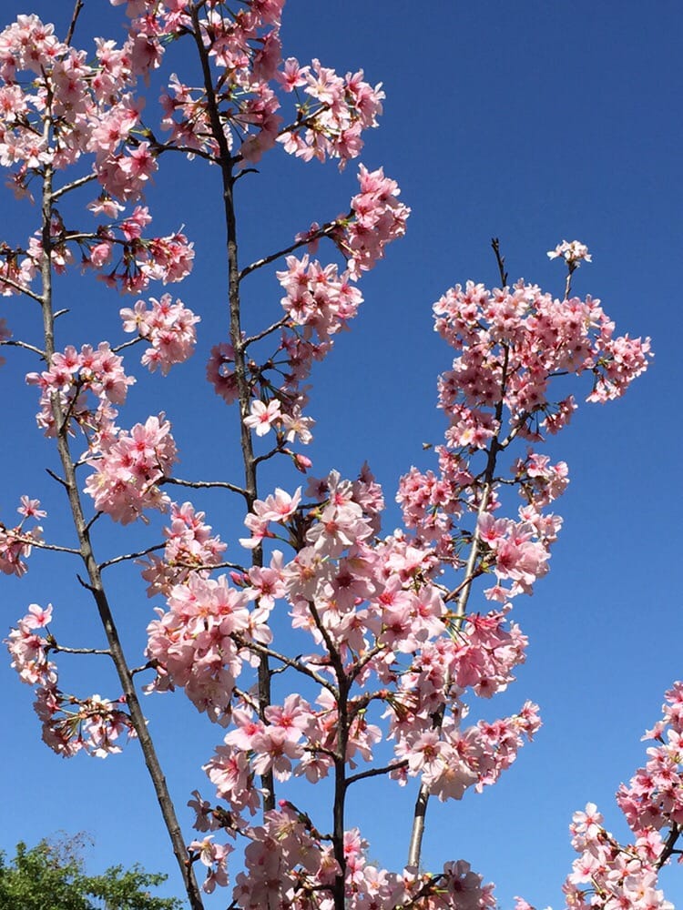 CHERRY BLOSSOM FESTIVAL SCHABARUM REGIONAL PARK 17250 E Colima Rd