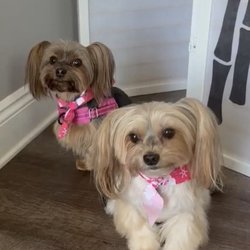 Puppy Tails Dog Grooming