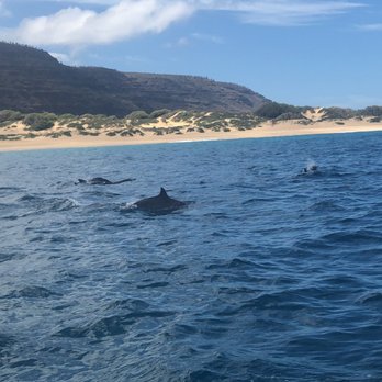 Capt Andy's - Dolphins - Boat Tours Near Me - Ele'ele, Hawaii Capt Andy's - Dolphins - Boat Tours Near Me - Ele'ele, Hawaii